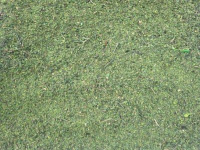 Scenic Textures DF2 Forest Undergrowth Fine 400cc Bottle